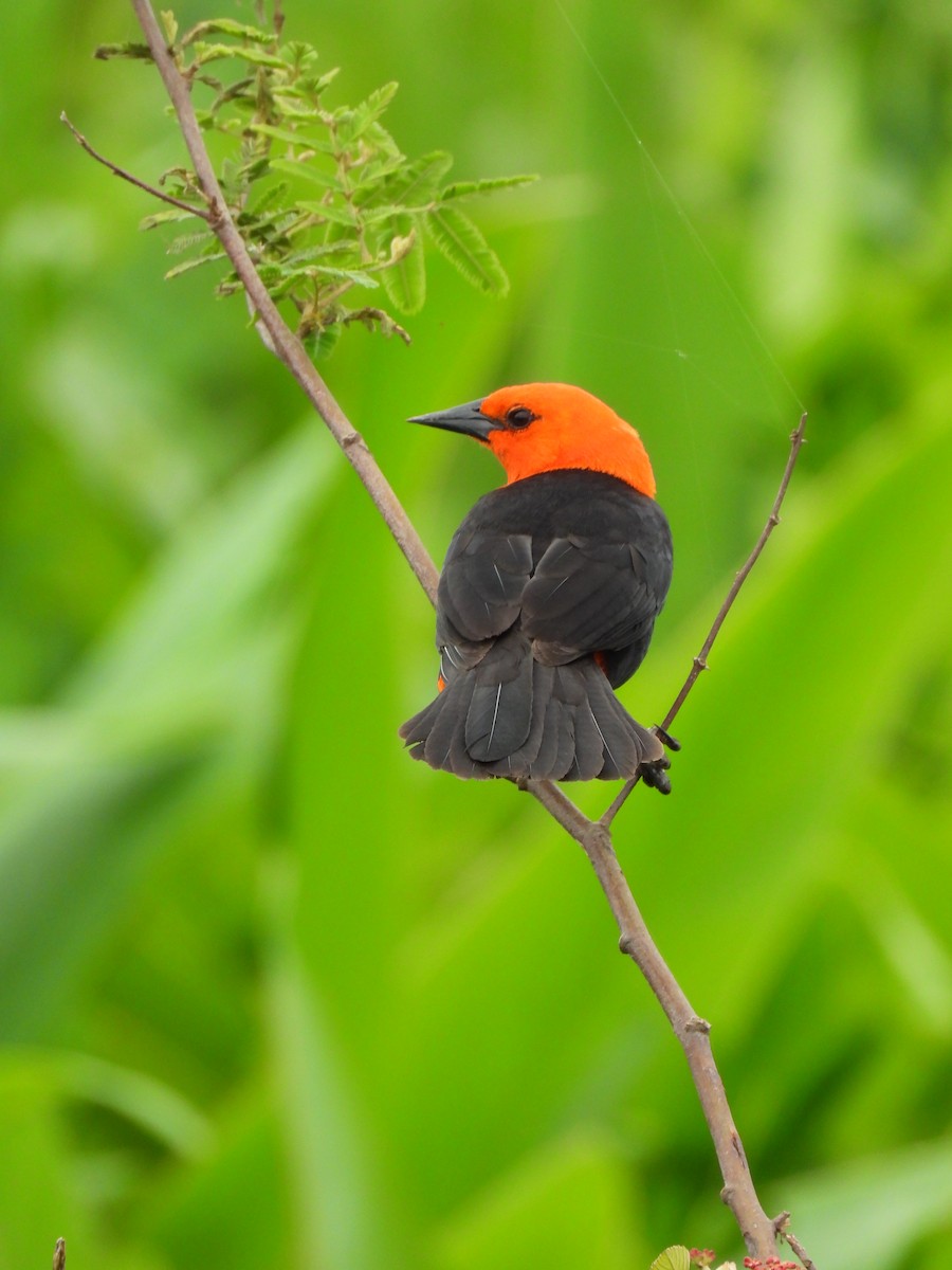 Scarlet-headed Blackbird - ML629180852