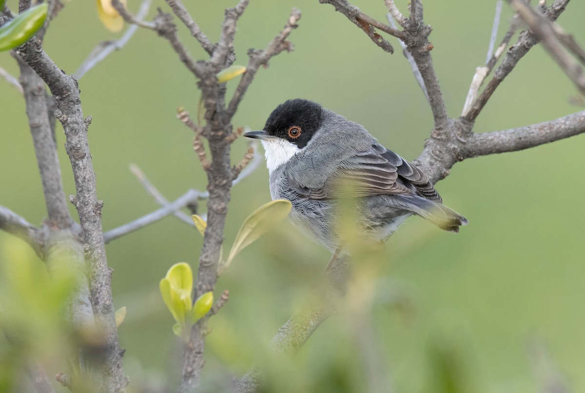 Sardinian Warbler - ML629180873