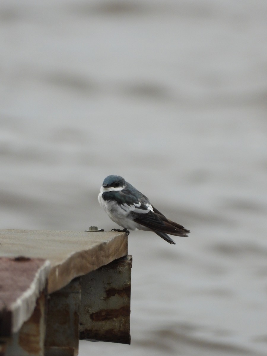White-winged Swallow - ML629180922