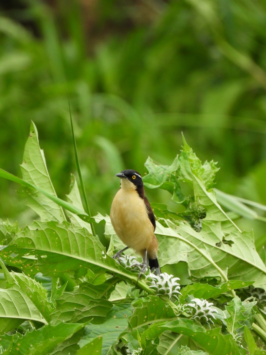 Black-capped Donacobius - ML629181018