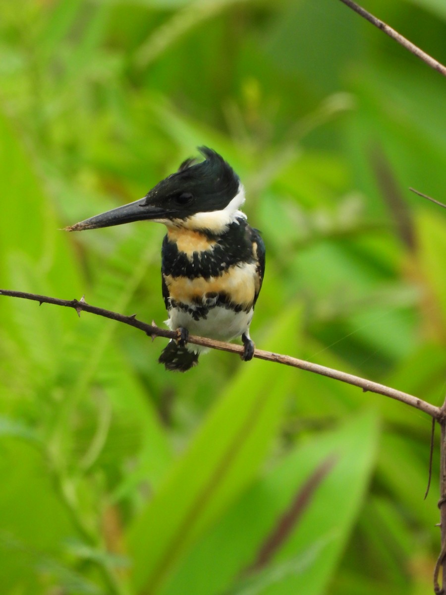 Green Kingfisher - ML629181043