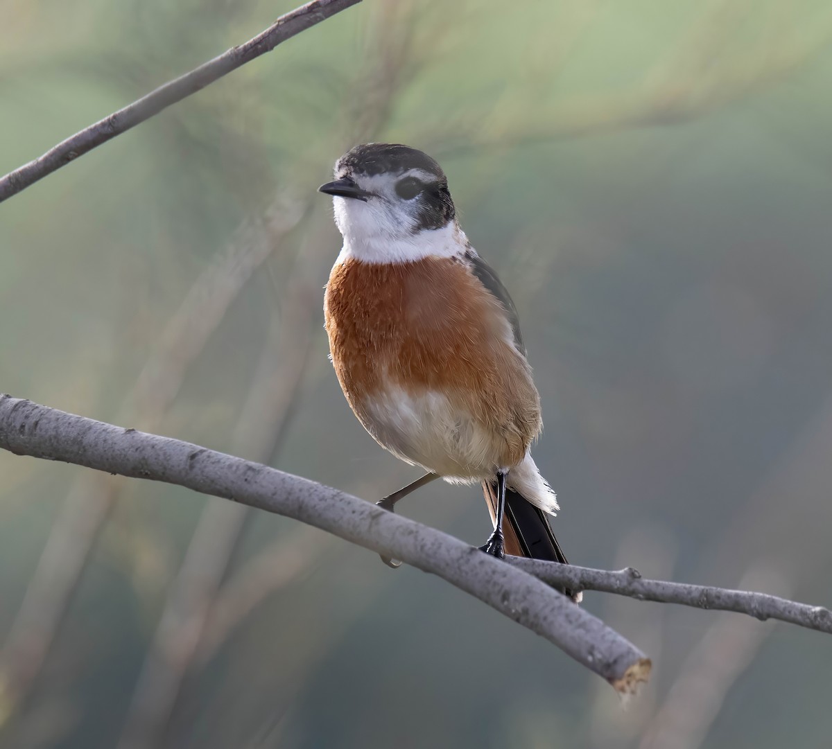 European Stonechat - ML629181045
