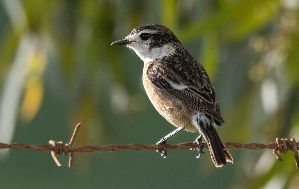 European Stonechat - ML629181048