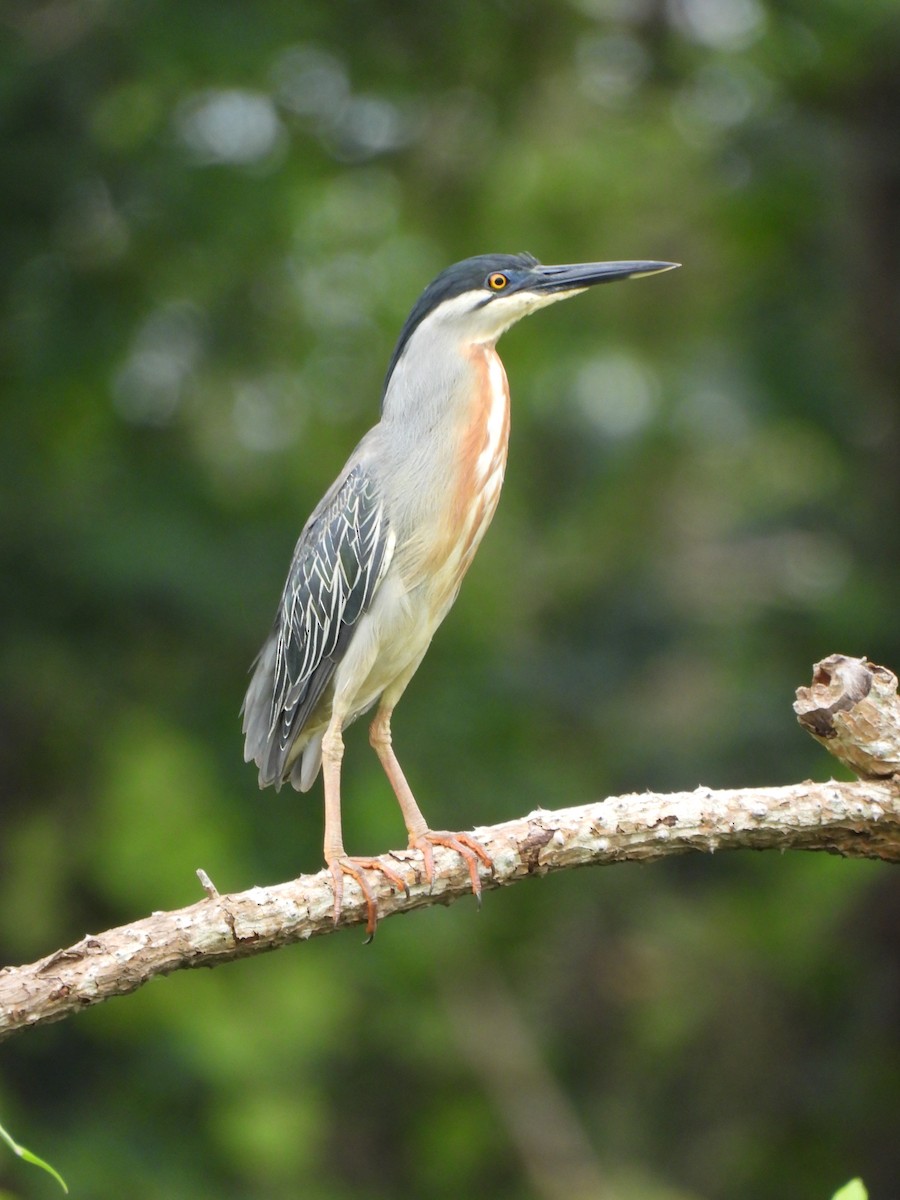 Striated Heron - ML629181054