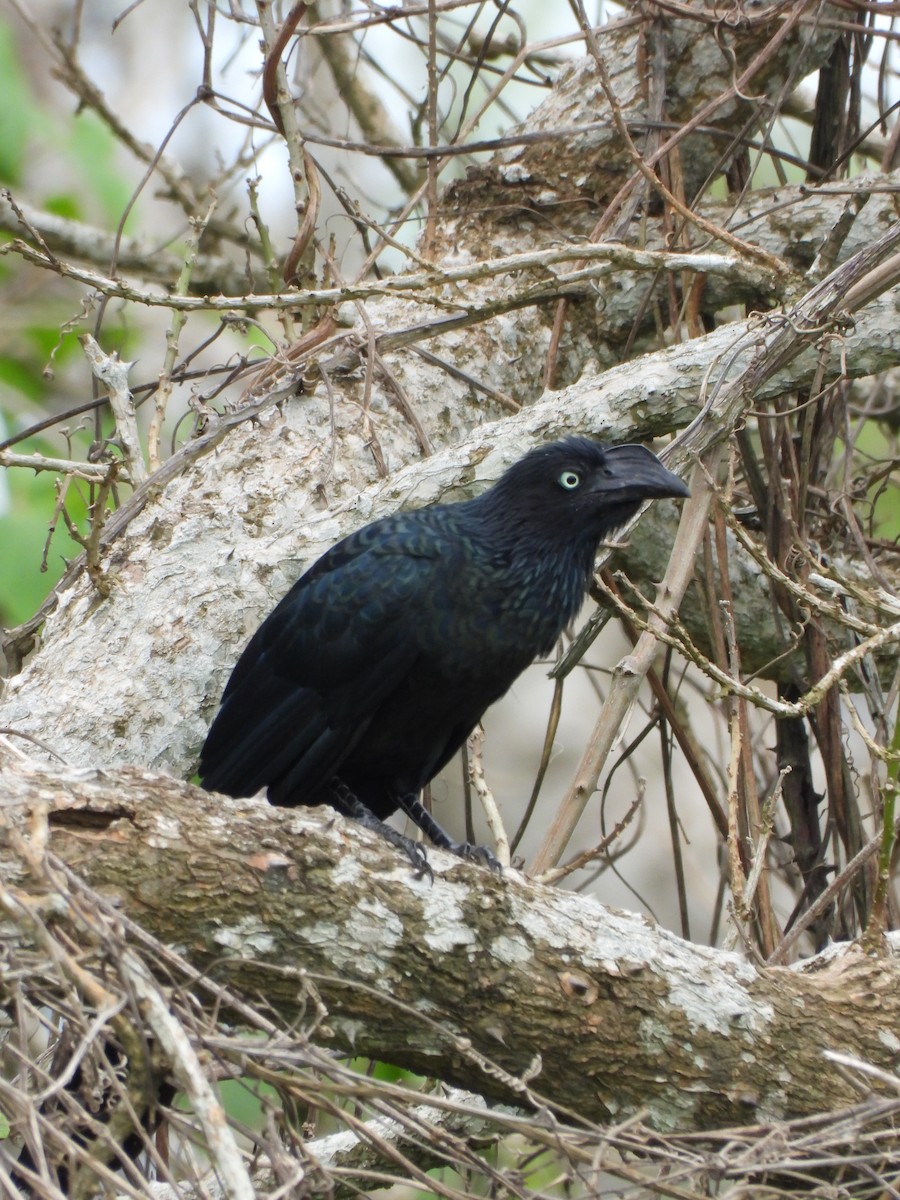 Greater Ani - ML629181083