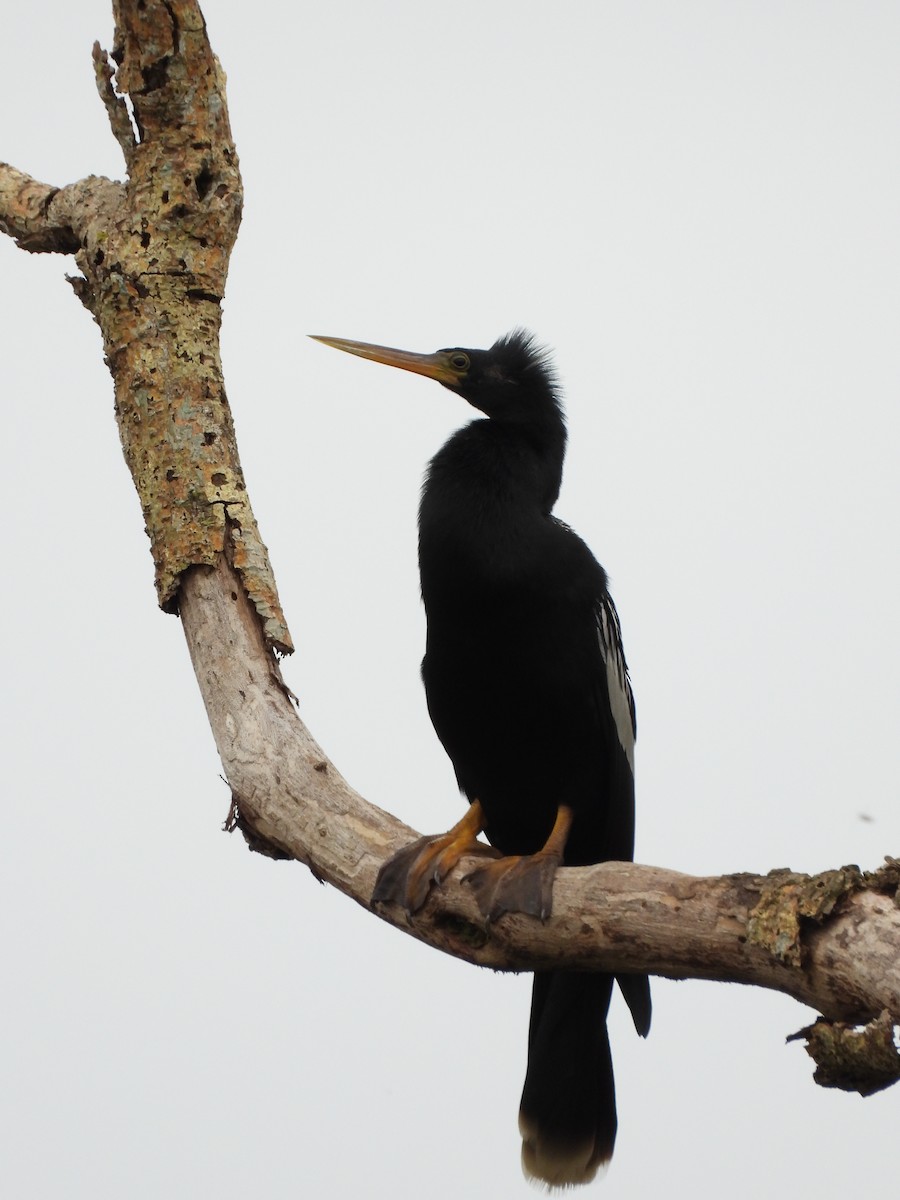 Anhinga - ML629181113