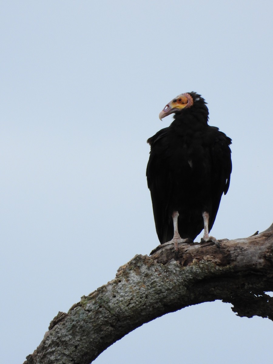 Lesser Yellow-headed Vulture - ML629181133