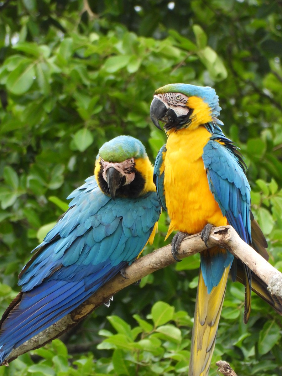 Blue-and-yellow Macaw - ML629181180