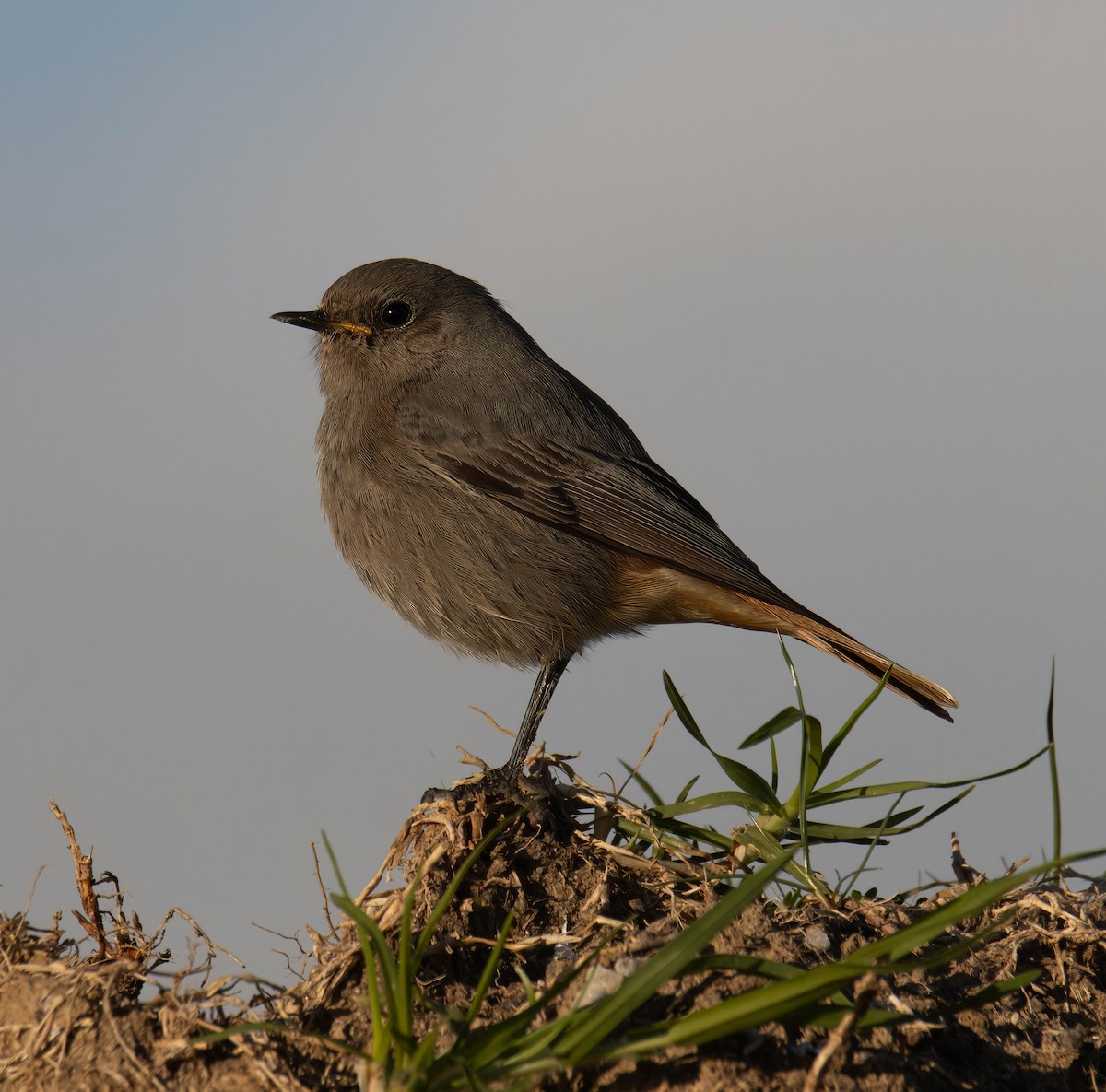 Black Redstart - ML629181207