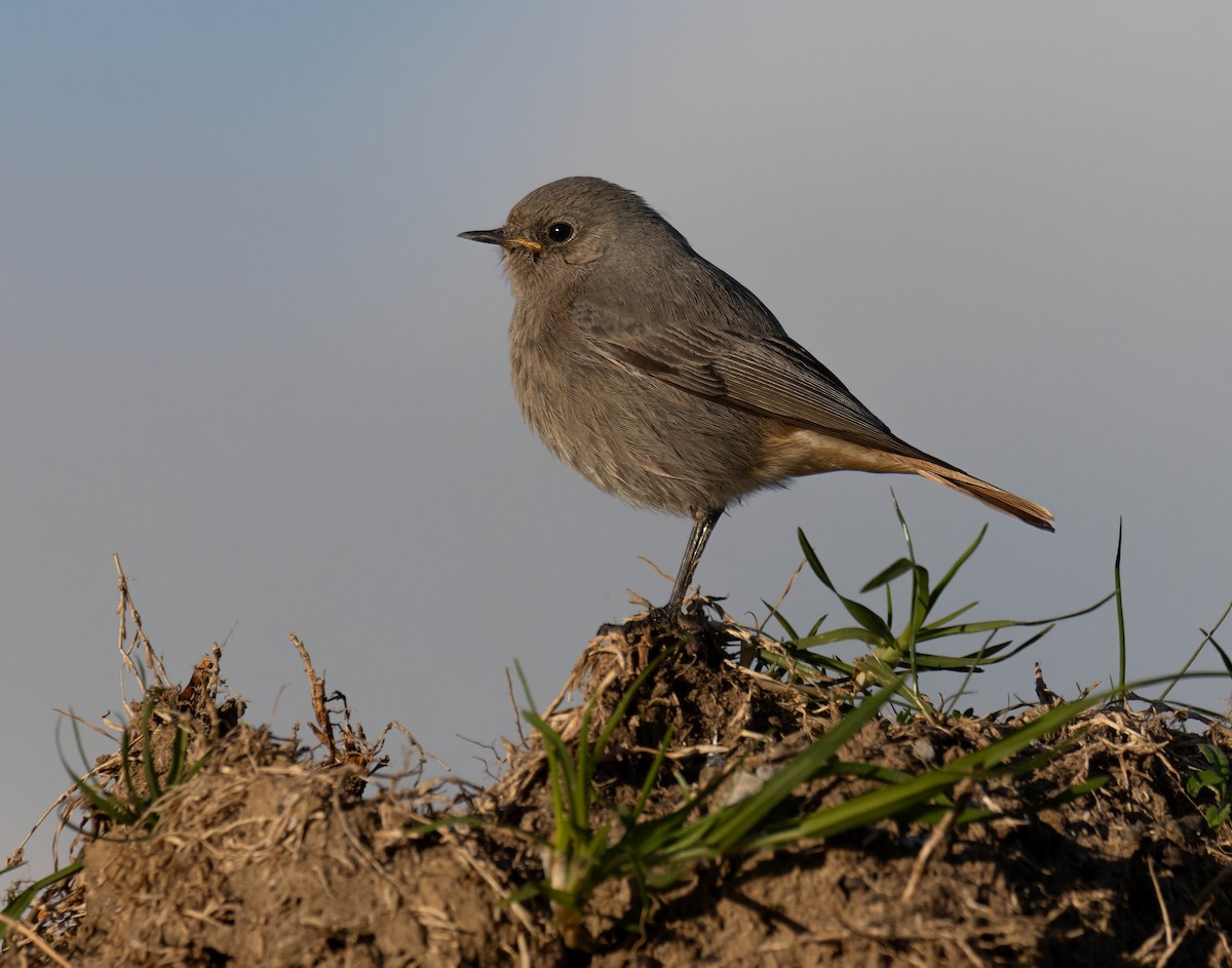 Black Redstart - ML629181208