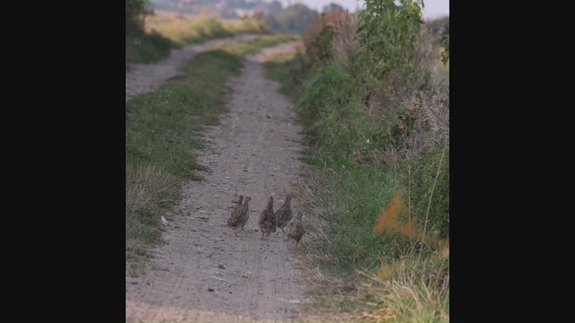 Gray Partridge - ML629181217
