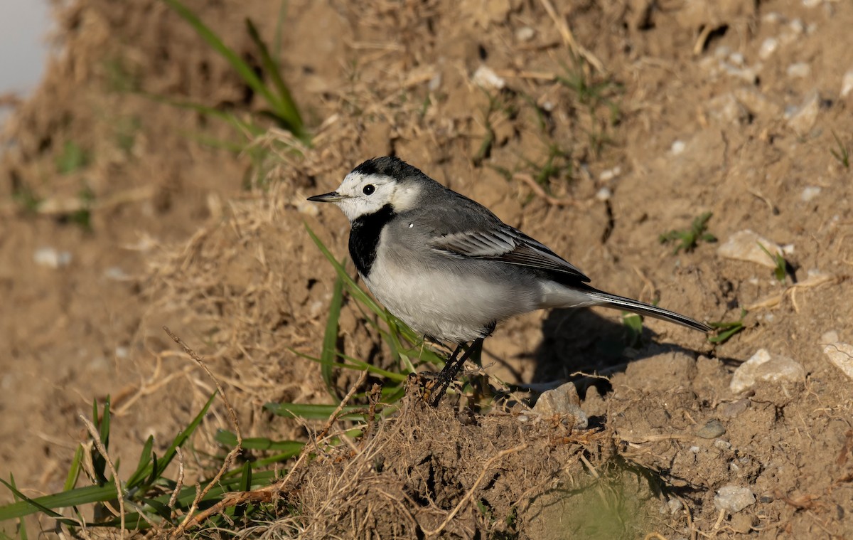 White Wagtail - ML629181246