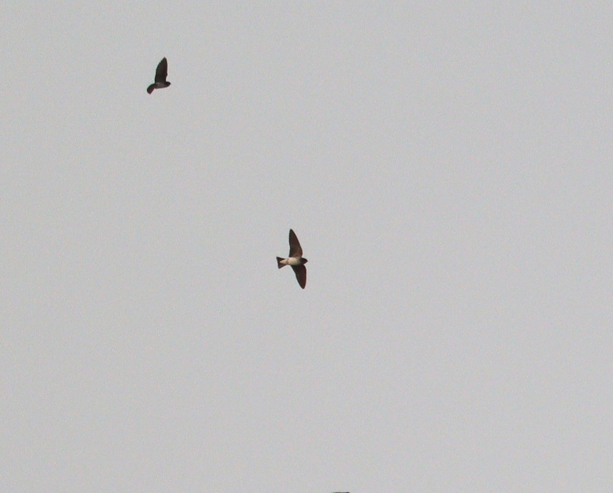 Streak-throated Swallow - ML629181341