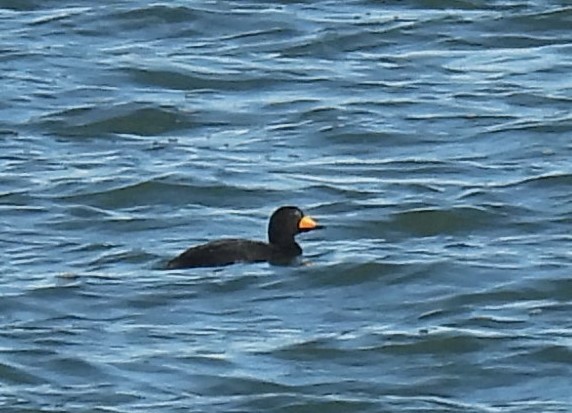 Black Scoter - ML629181351