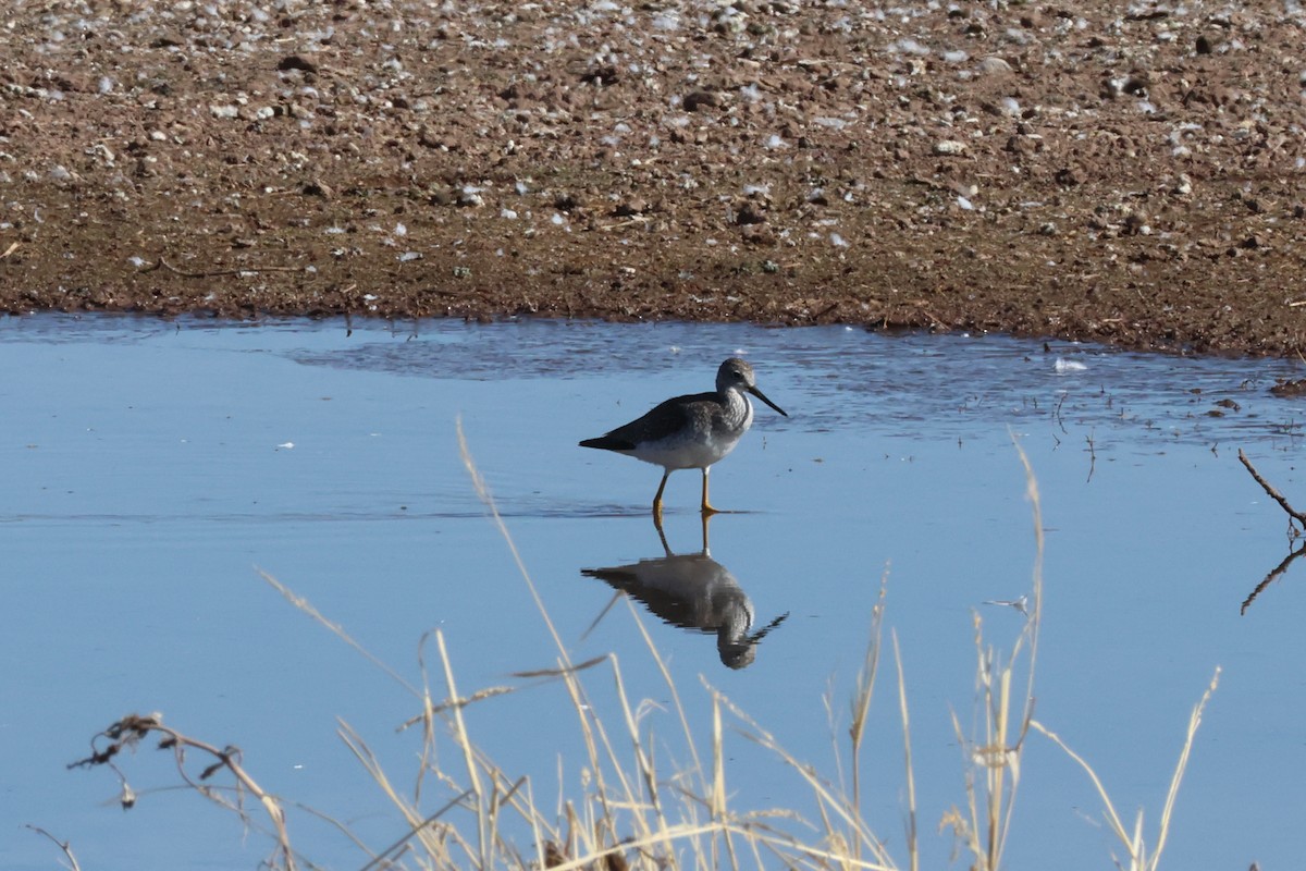 Greater Yellowlegs - ML629181408