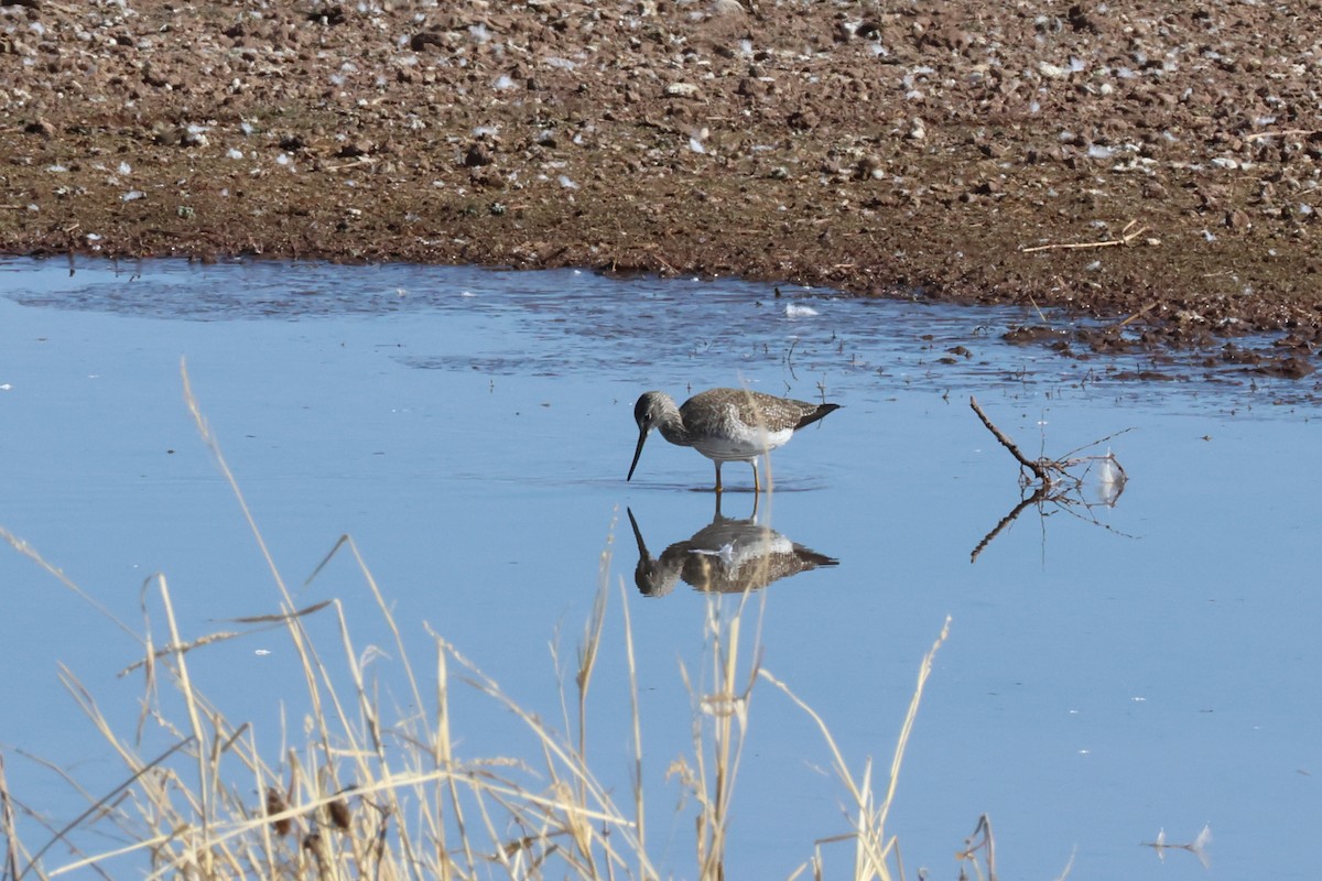 Greater Yellowlegs - ML629181416