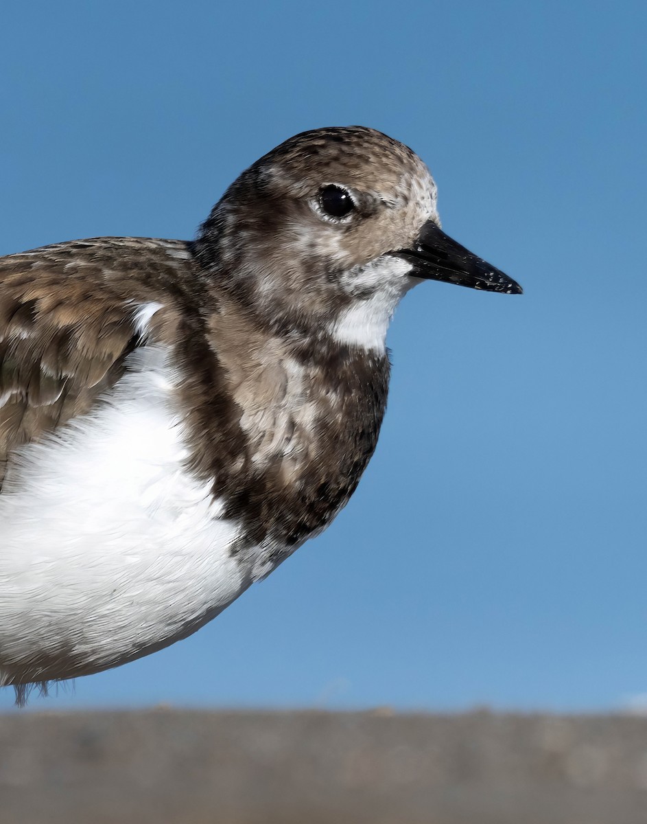 Ruddy Turnstone - ML629181464