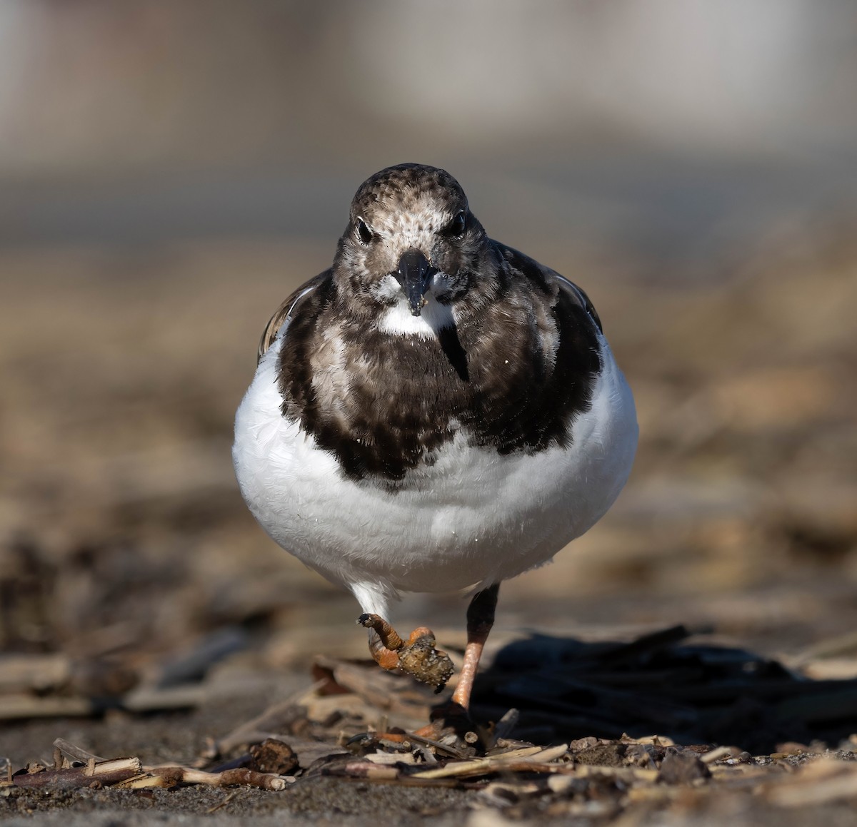 Ruddy Turnstone - ML629181465