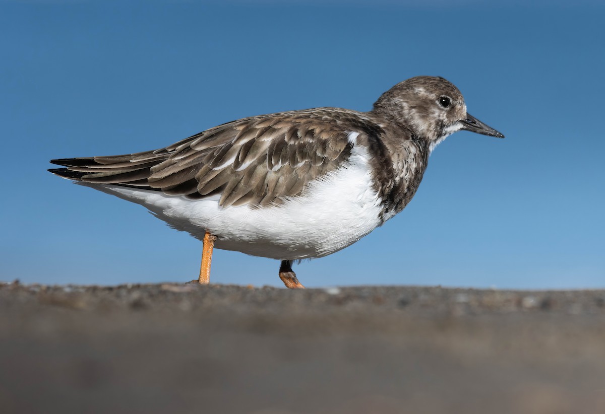 Ruddy Turnstone - ML629181466