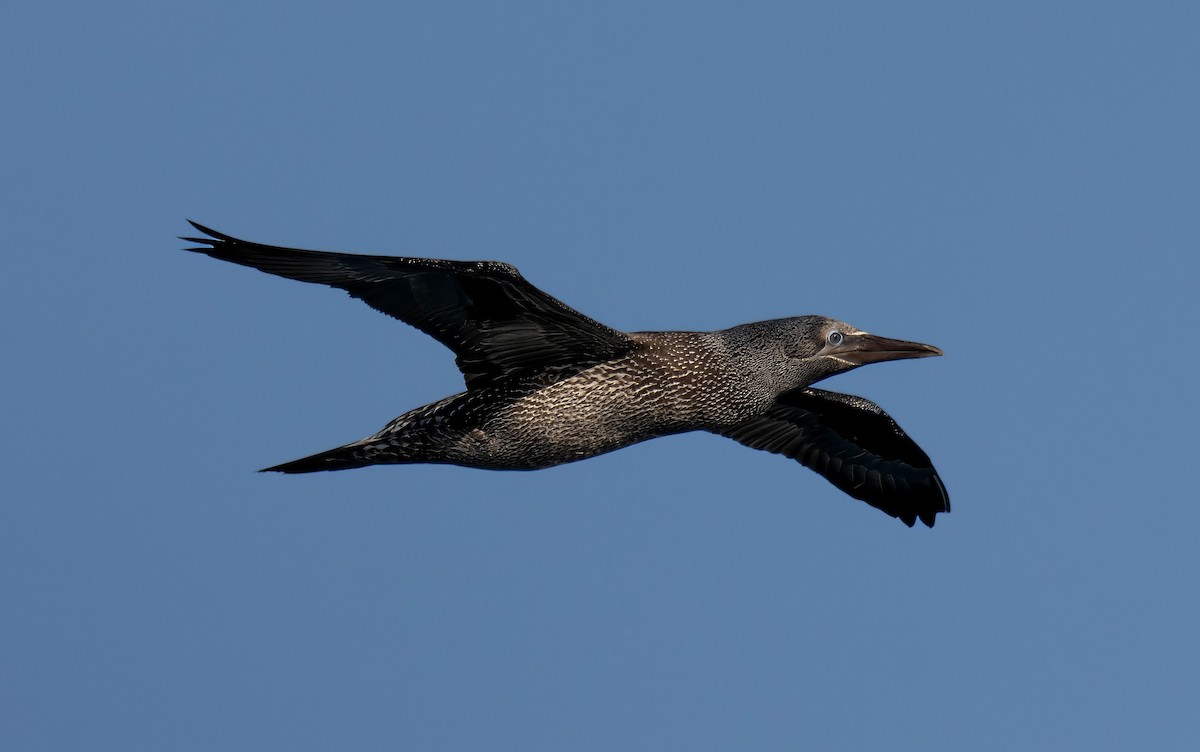 Northern Gannet - ML629181493