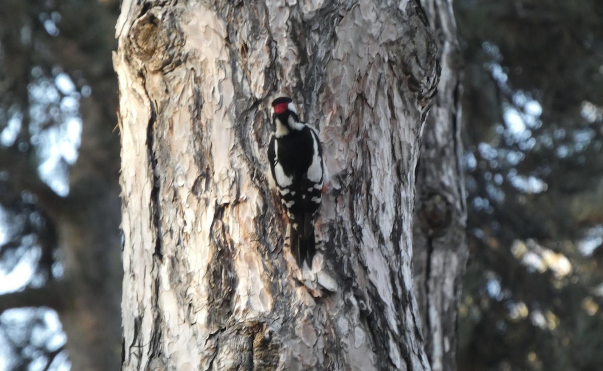 Алаг тоншуул - ML629181534