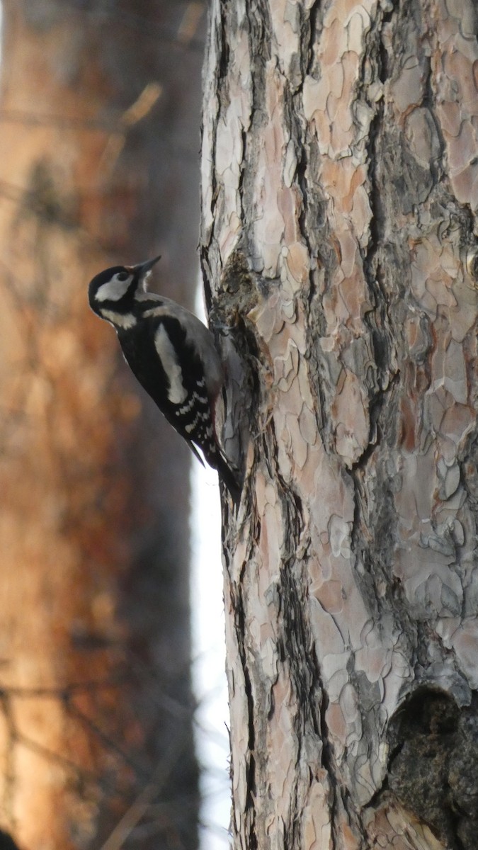 Алаг тоншуул - ML629181538