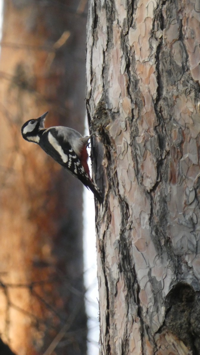 Алаг тоншуул - ML629181539