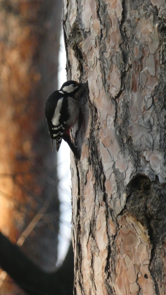 Алаг тоншуул - ML629181541