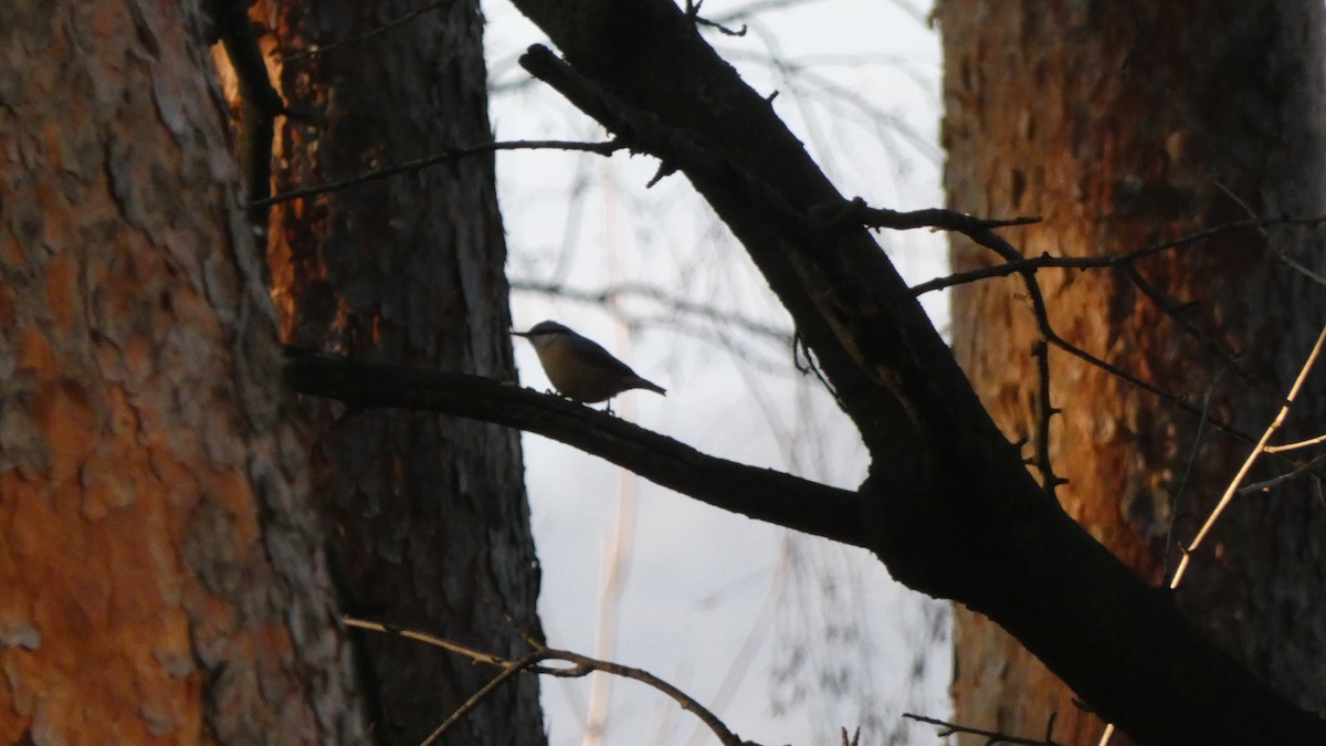 Өрнийн тоншголжин - ML629181549