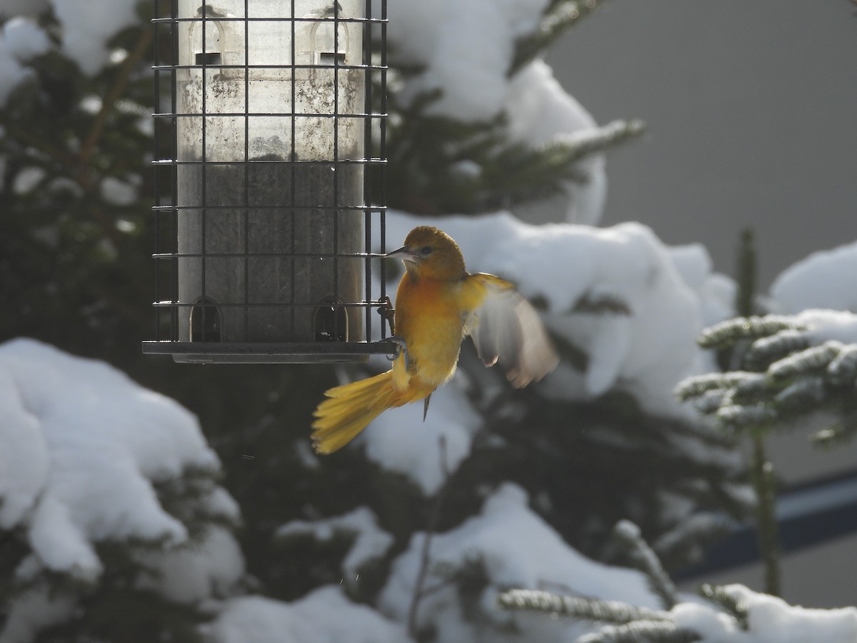 Baltimore Oriole - ML629181653