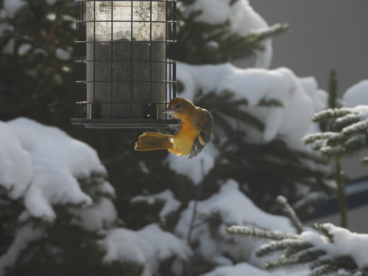 Baltimore Oriole - ML629181654