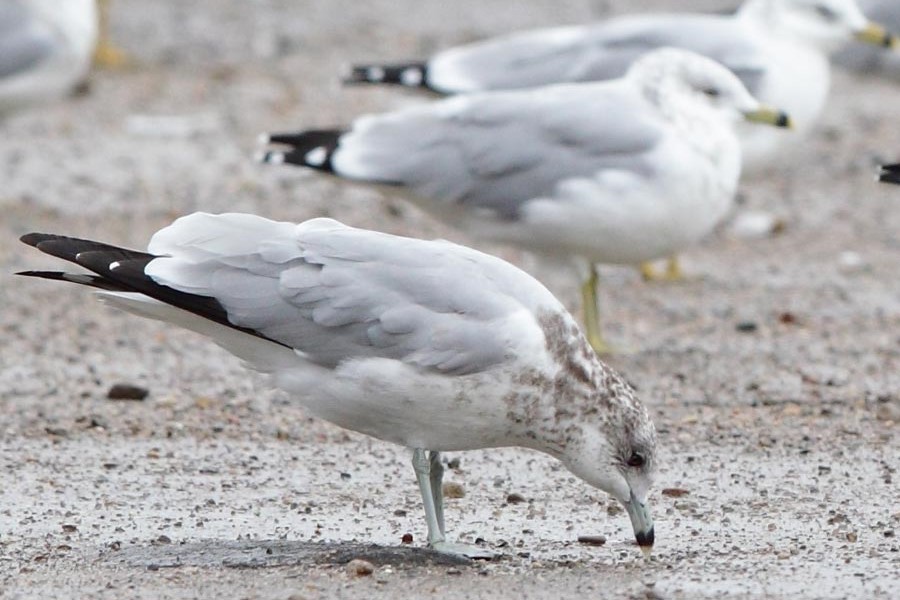 Ring-billed Gull - Brandon Holden