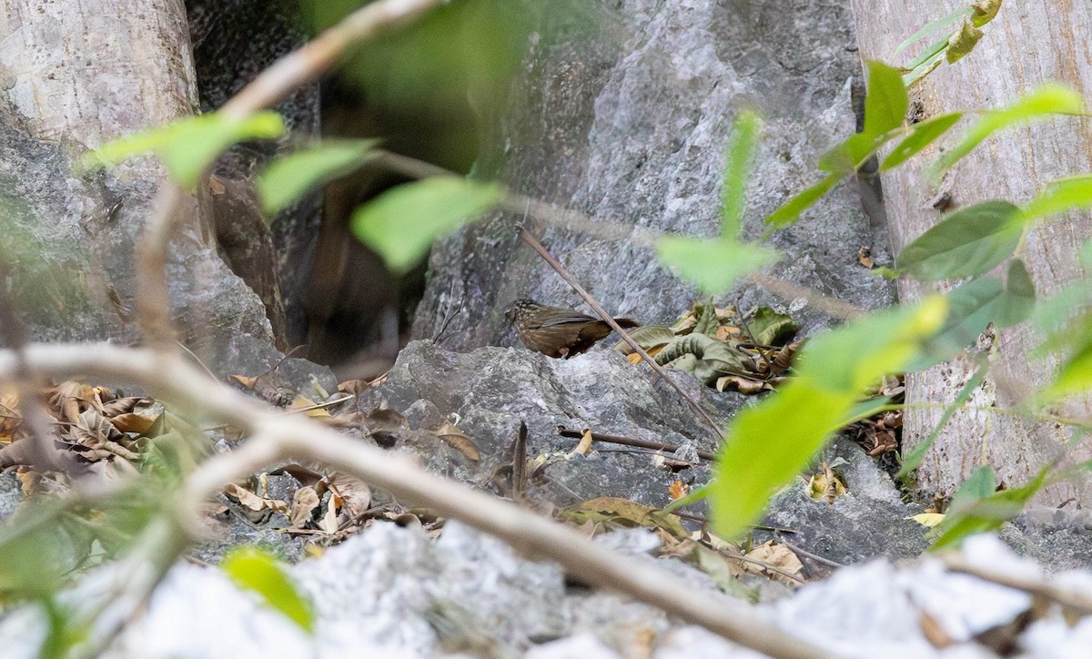 Rufous Limestone Babbler - ML629181947