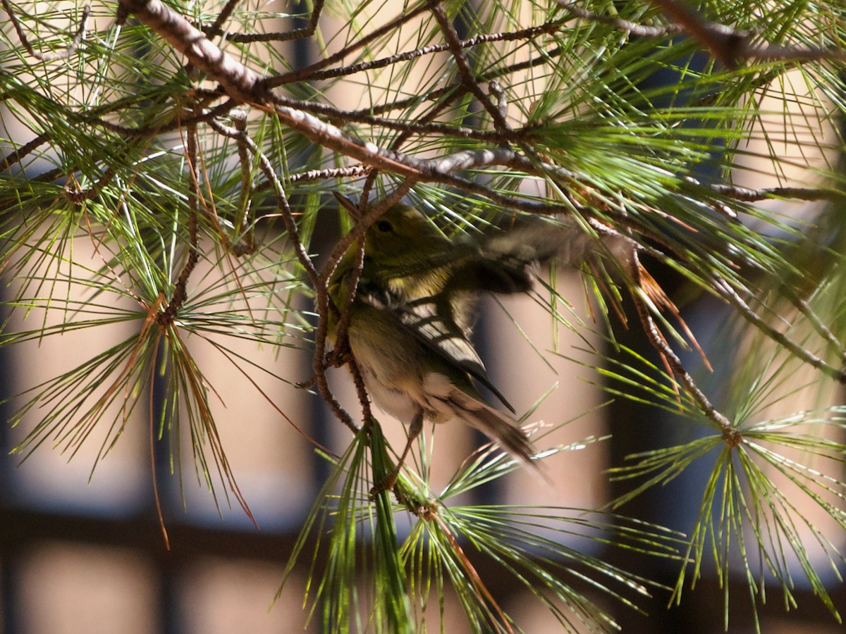Pine Warbler - ML629182210