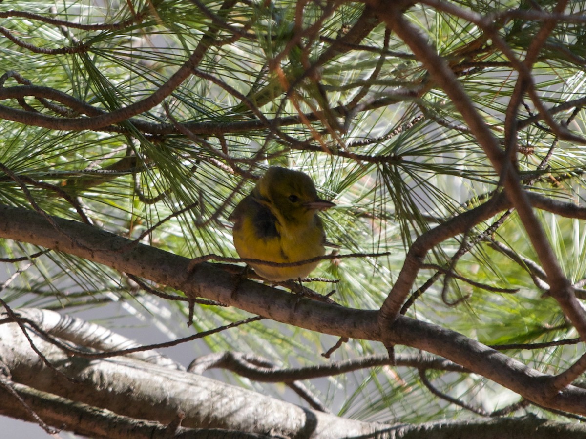 Pine Warbler - ML629182211