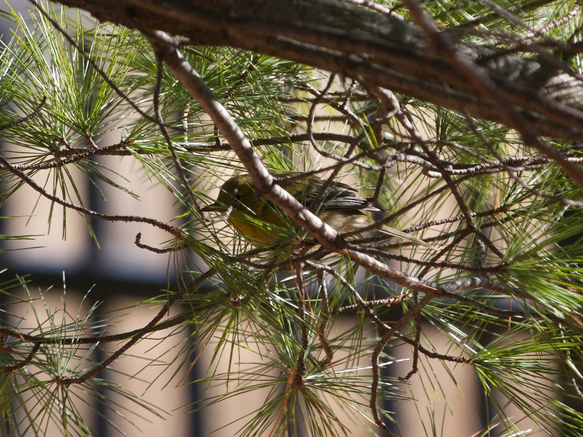 Pine Warbler - ML629182212
