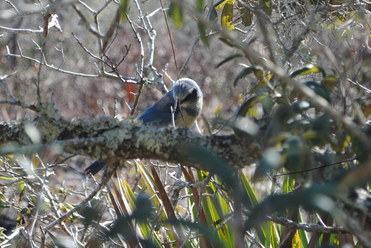 Florida Scrub-Jay - ML629182285