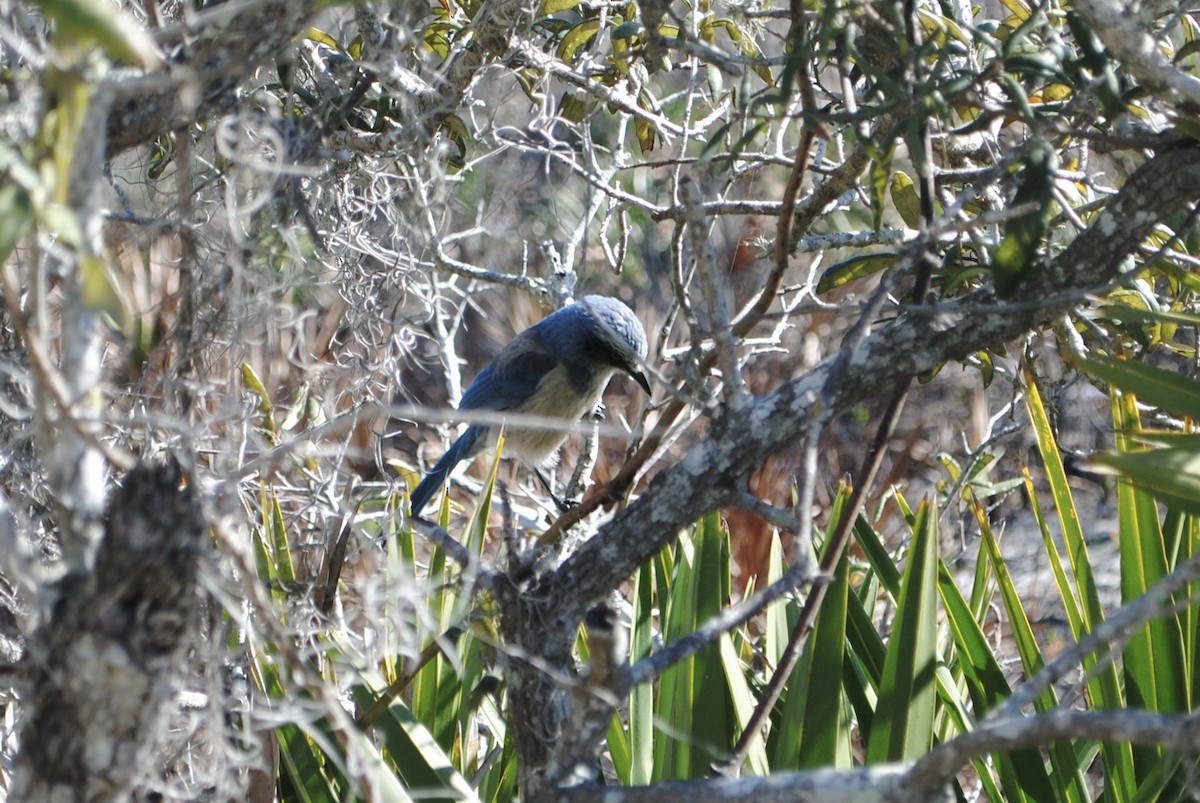 Florida Scrub-Jay - ML629182287