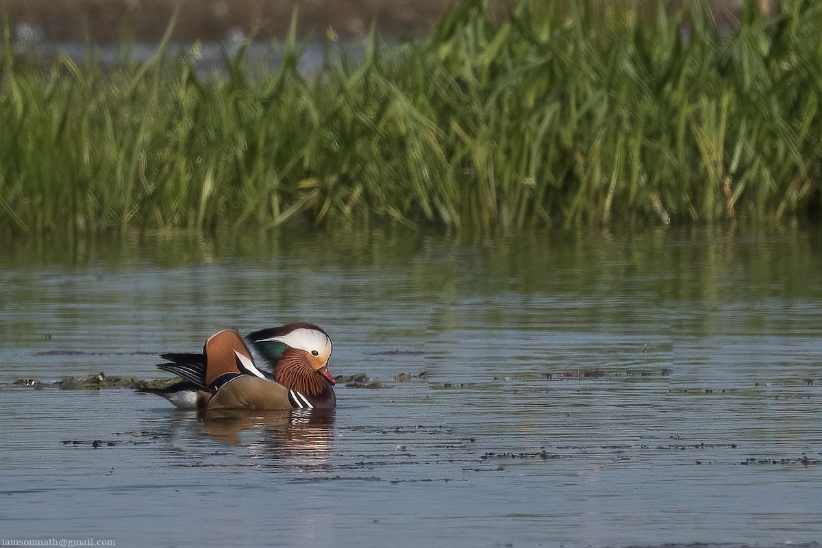 Mandarin Duck - ML629182324