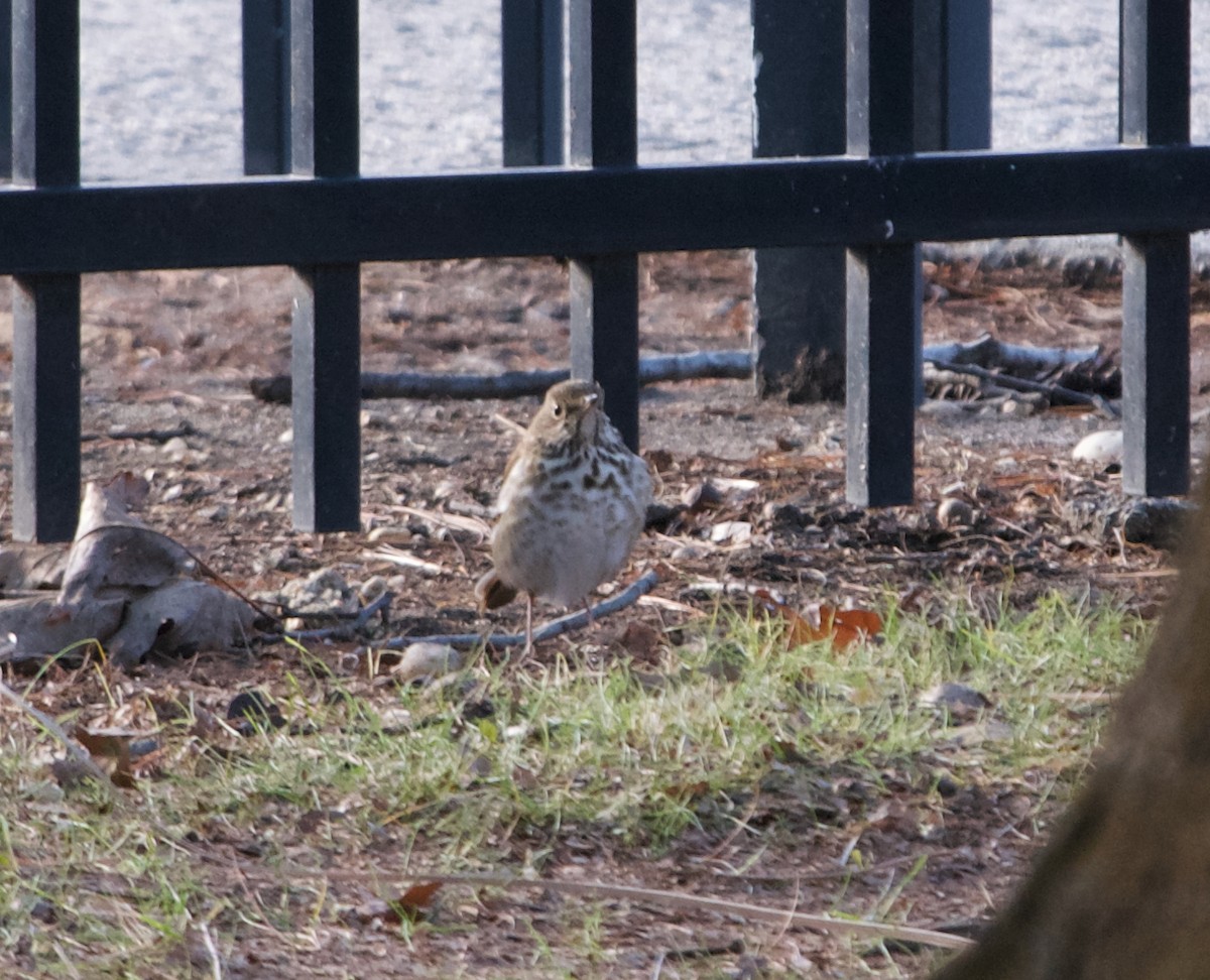 Hermit Thrush - ML629182359