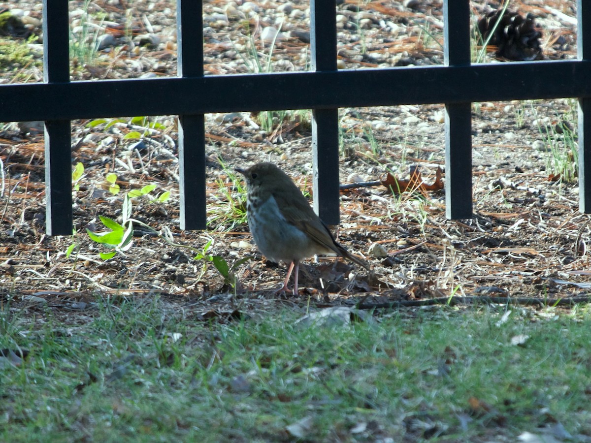 Hermit Thrush - ML629182360