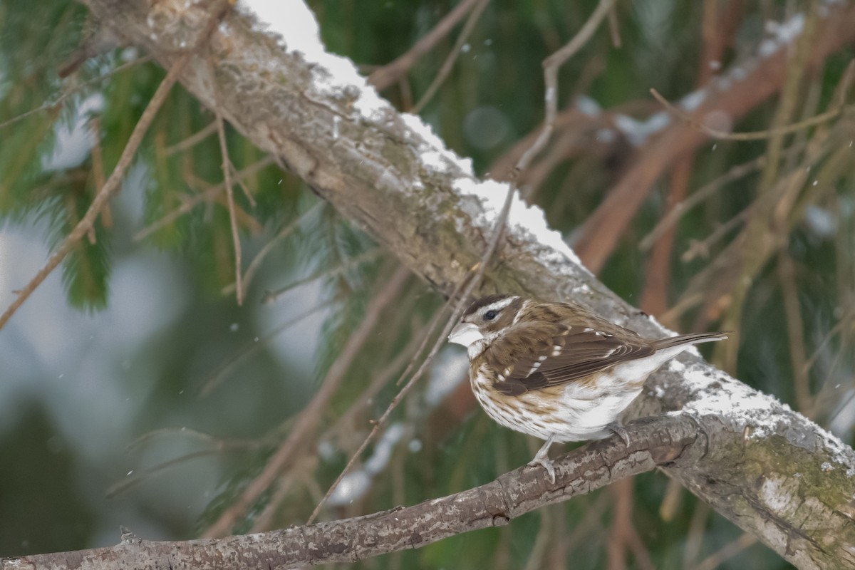 Rose-breasted Grosbeak - ML629182361