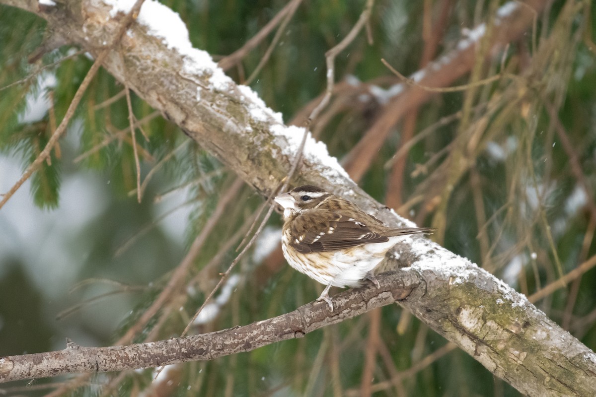 Rose-breasted Grosbeak - ML629182363