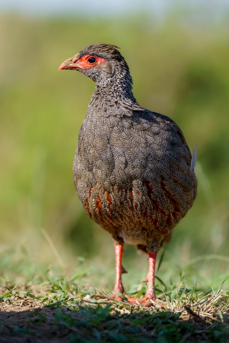 Red-necked Spurfowl - ML629182550