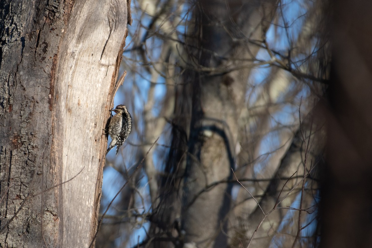 Yellow-bellied Sapsucker - ML629182619