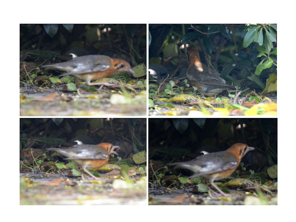 Orange-headed Thrush - ML62918291