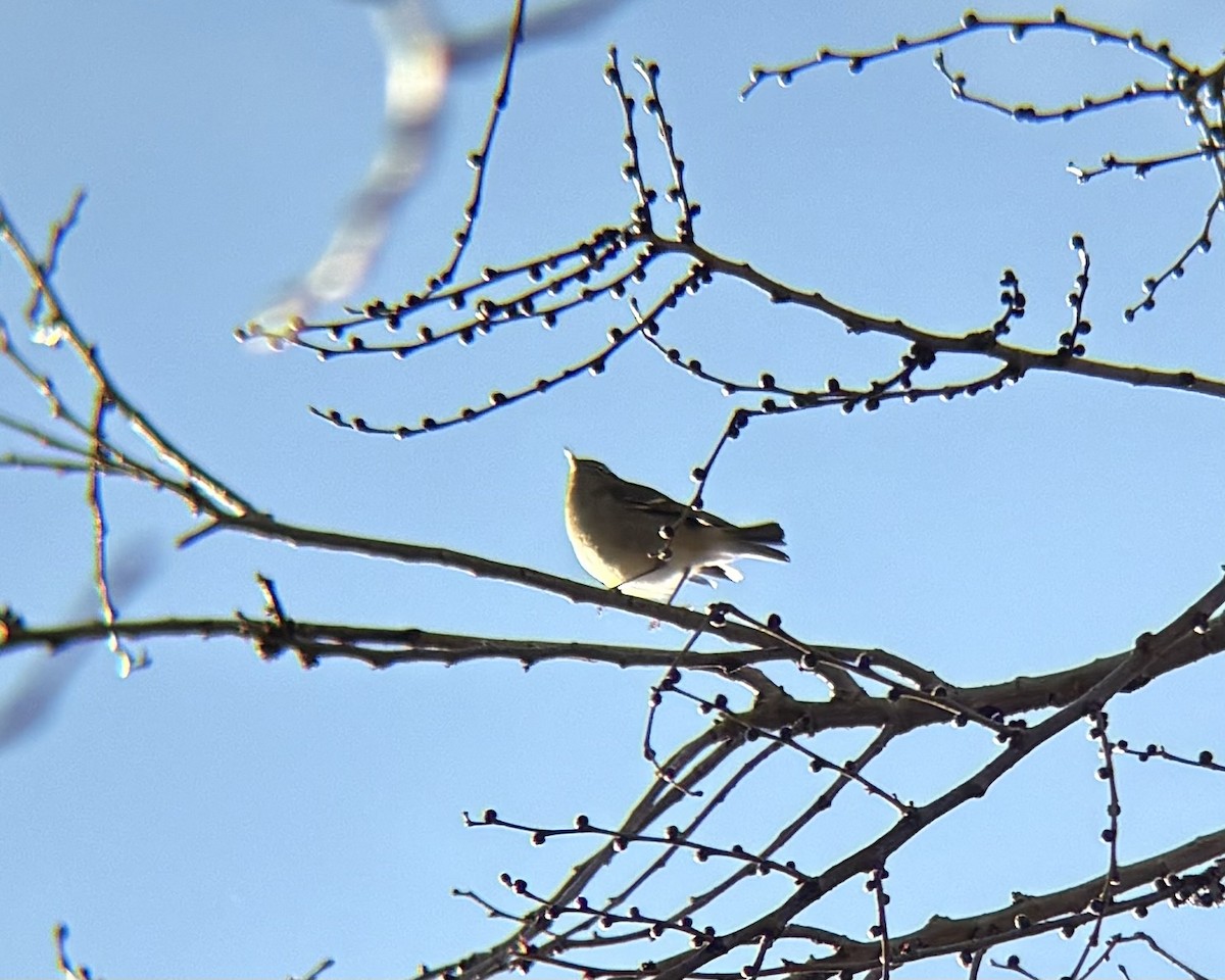 Yellow-browed Warbler - ML629183003