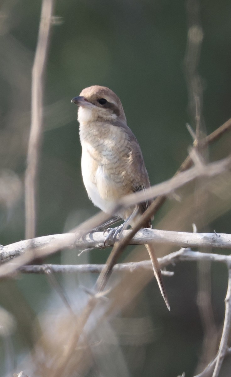 Brown Shrike - ML629183221