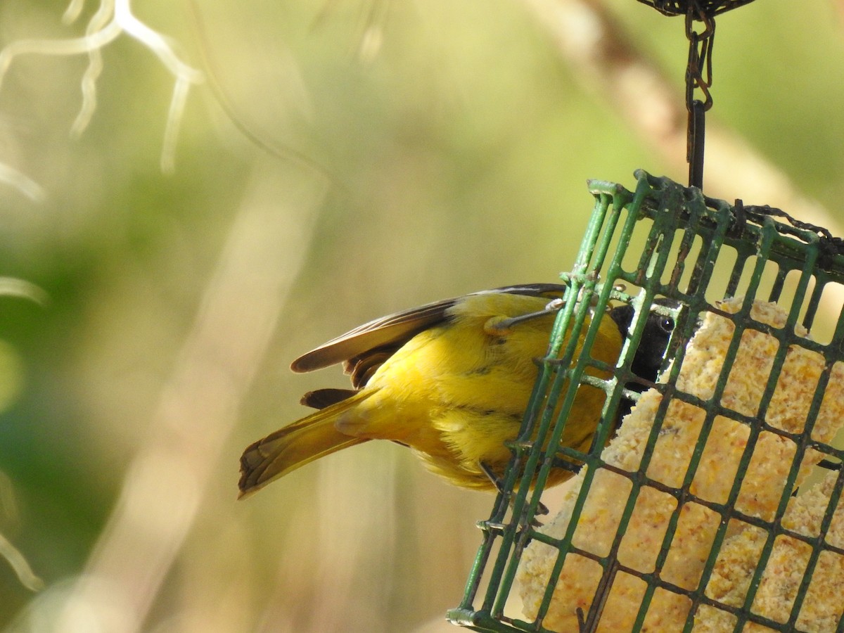 Scott's Oriole - ML629183234