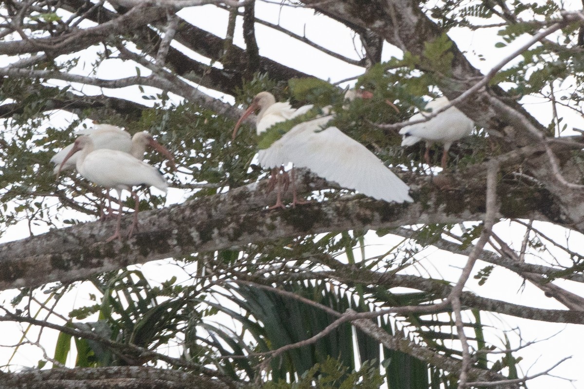 White Ibis - ML629183357